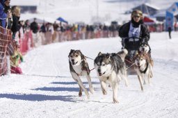 Lenk 2013